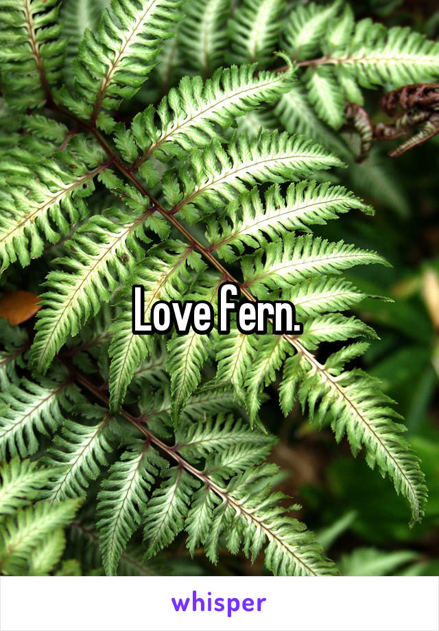 Love fern. 