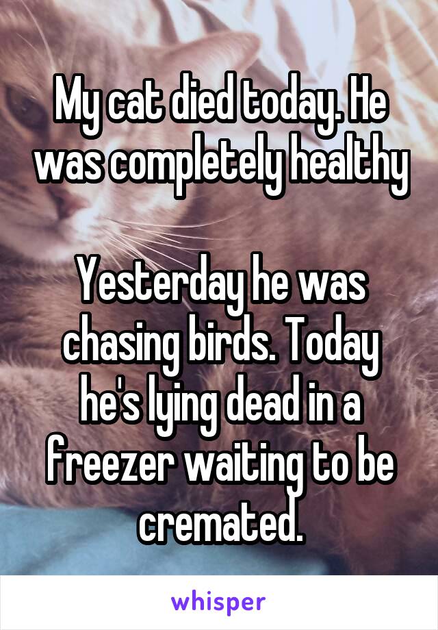 My cat died today. He was completely healthy 
Yesterday he was chasing birds. Today he's lying dead in a freezer waiting to be cremated.