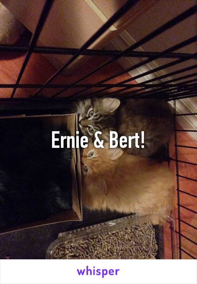 Ernie & Bert!