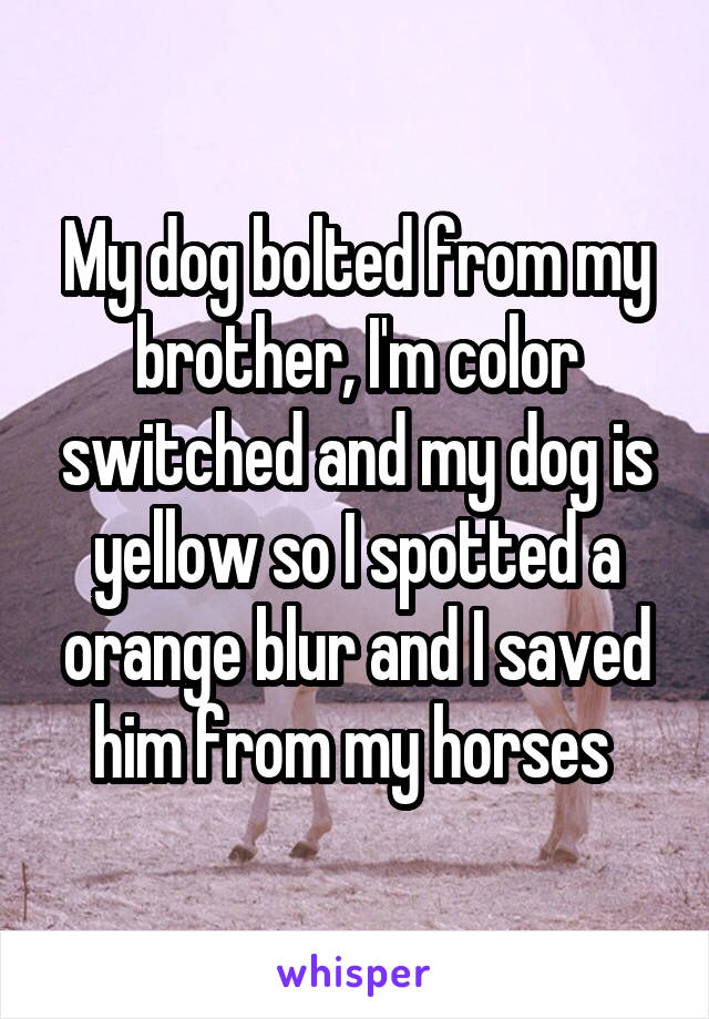 My dog bolted from my brother, I'm color switched and my dog is yellow so I spotted a orange blur and I saved him from my horses 