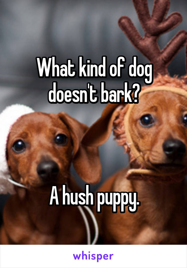 What kind of dog doesn't bark?



A hush puppy.