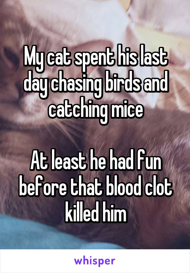 My cat spent his last day chasing birds and catching mice

At least he had fun before that blood clot killed him