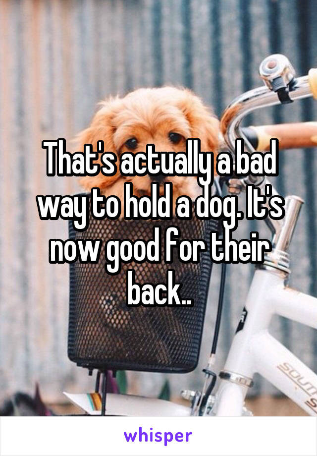 That's actually a bad way to hold a dog. It's now good for their back..