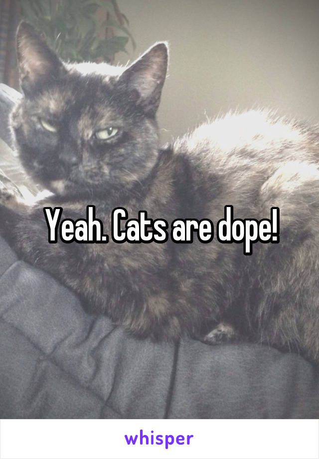 Yeah. Cats are dope!