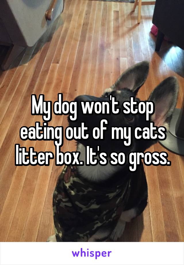 My dog won't stop eating out of my cats litter box. It's so gross.