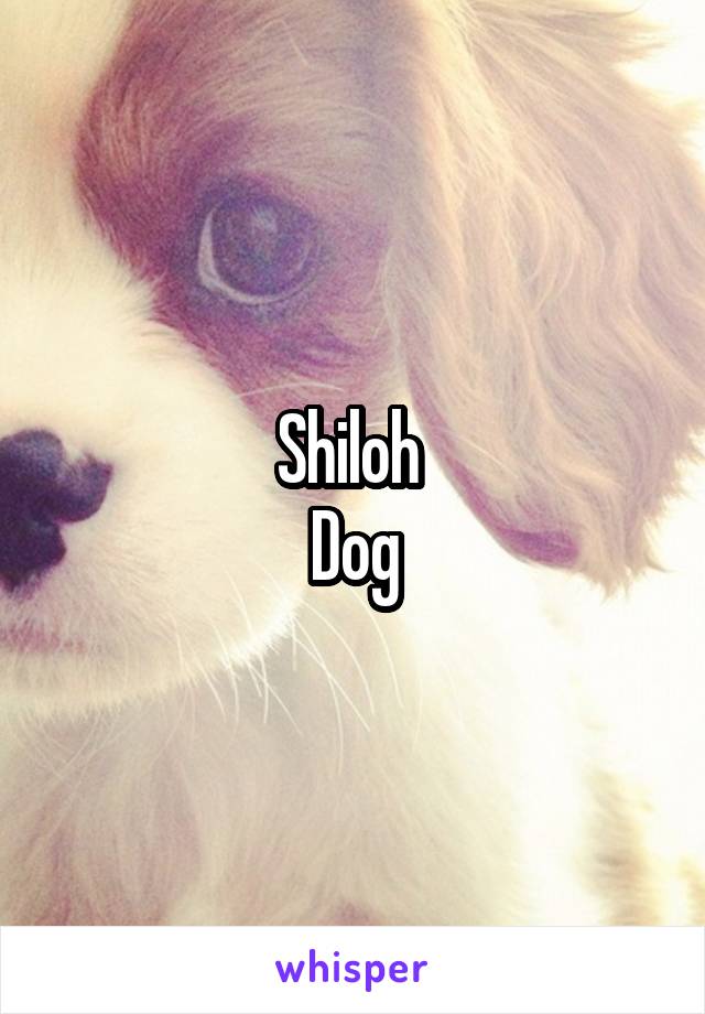 Shiloh 
Dog