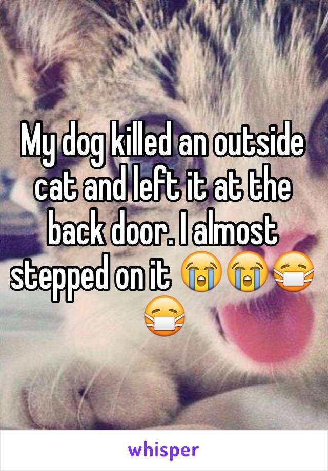 My dog killed an outside cat and left it at the back door. I almost stepped on it 😭😭😷😷