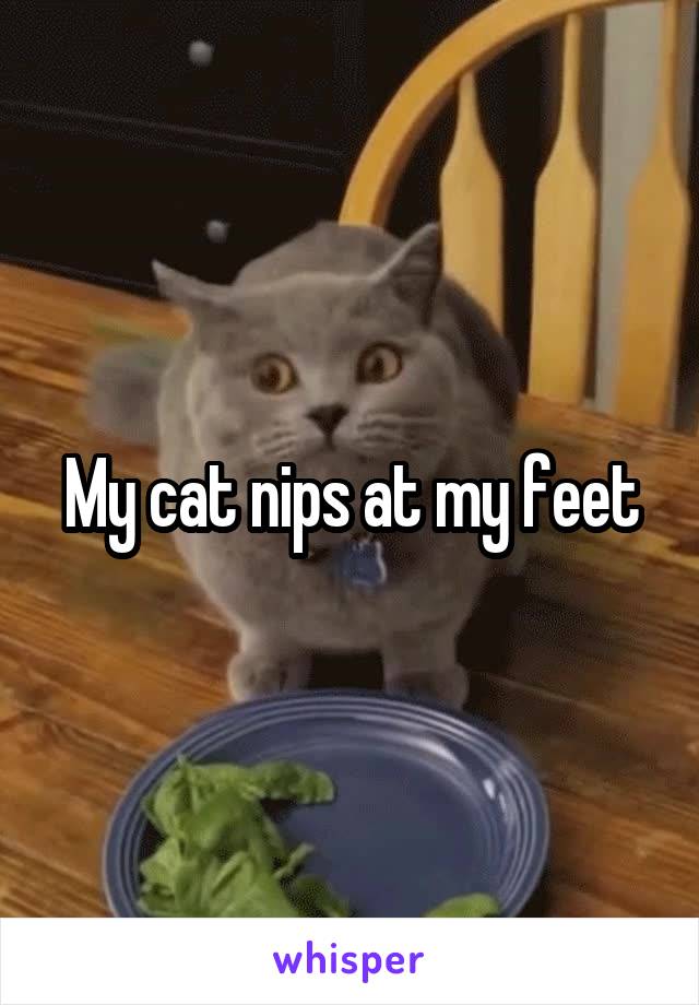 My cat nips at my feet