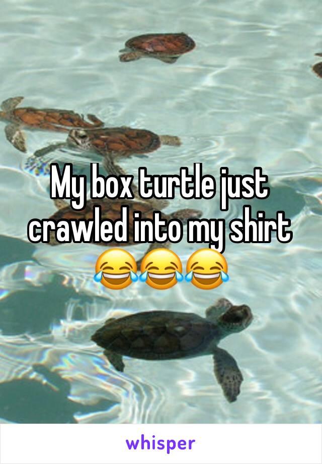 My box turtle just crawled into my shirt 😂😂😂