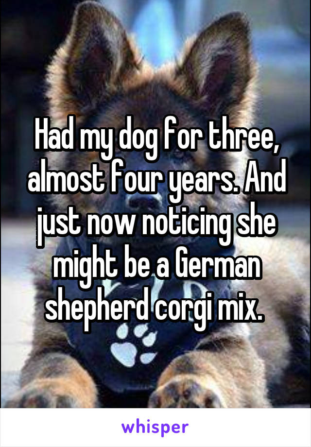 Had my dog for three, almost four years. And just now noticing she might be a German shepherd corgi mix. 