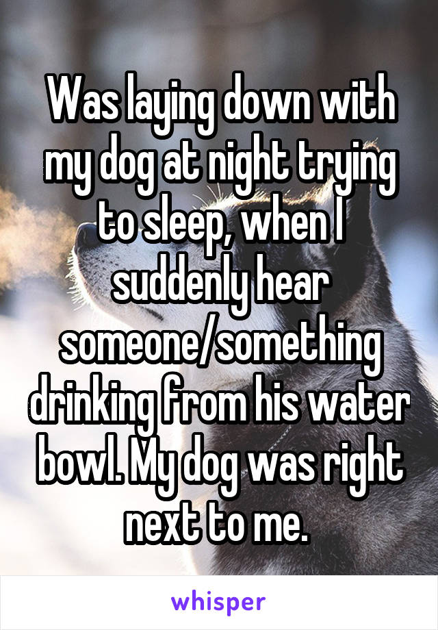 Was laying down with my dog at night trying to sleep, when I suddenly hear someone/something drinking from his water bowl. My dog was right next to me. 