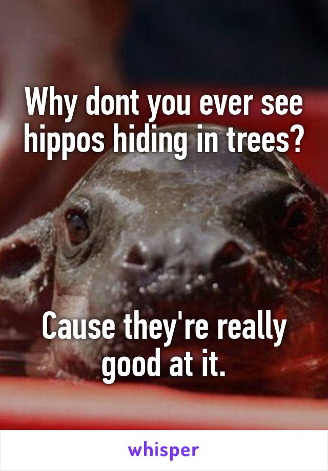 Why dont you ever see hippos hiding in trees?




Cause they're really good at it.
