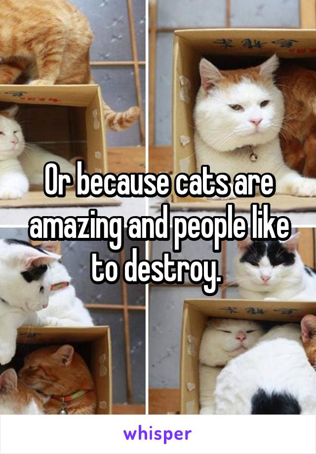 Or because cats are amazing and people like to destroy. 