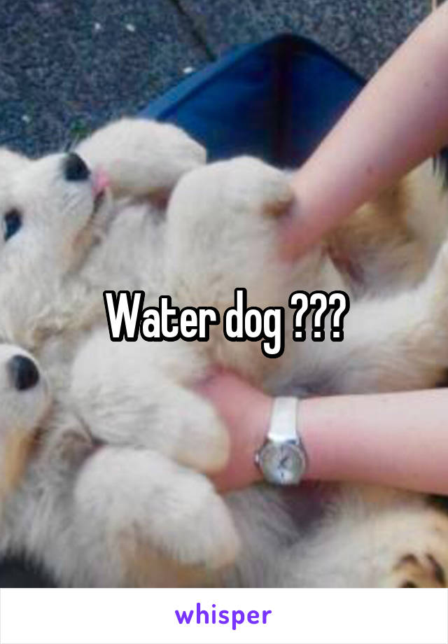 Water dog ???