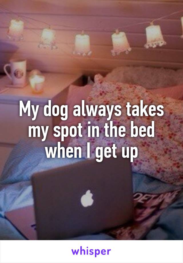 My dog always takes my spot in the bed when I get up