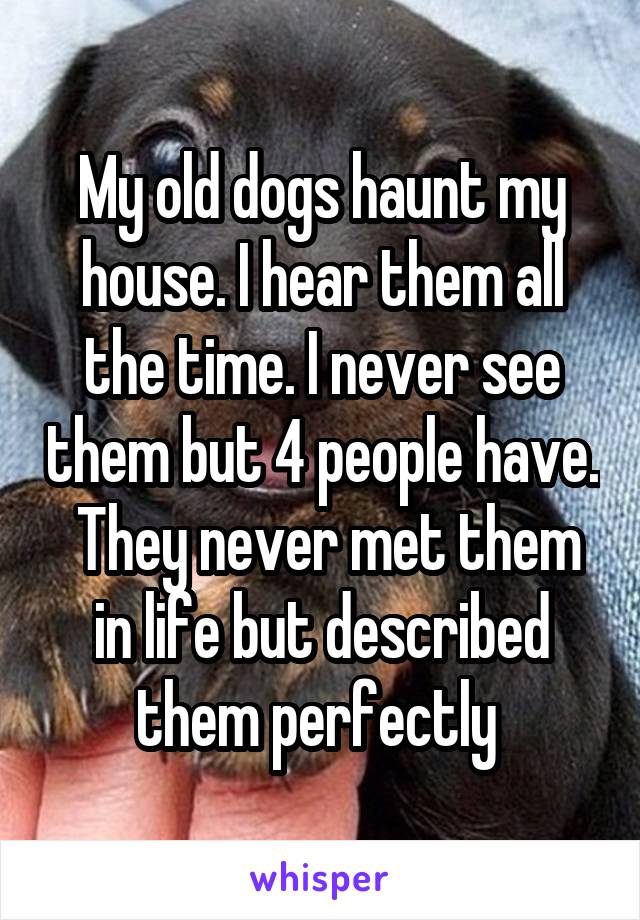 My old dogs haunt my house. I hear them all the time. I never see them but 4 people have.  They never met them in life but described them perfectly 