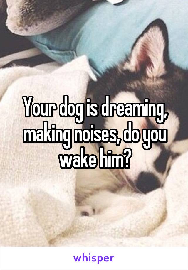 Your dog is dreaming, making noises, do you wake him?