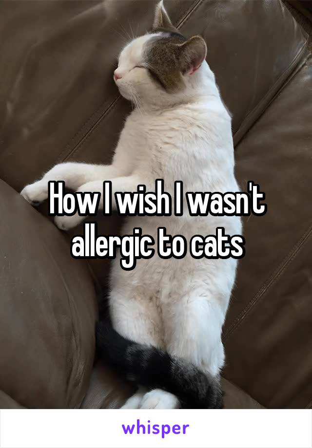 How I wish I wasn't allergic to cats
