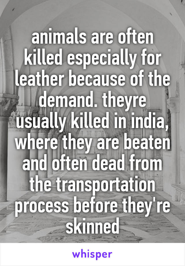 animals are often killed especially for leather because of the demand. theyre usually killed in india, where they are beaten and often dead from the transportation process before they're skinned