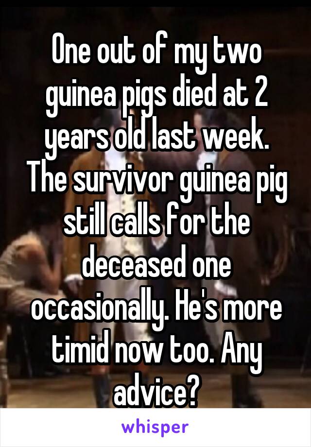 One out of my two guinea pigs died at 2 years old last week. The survivor guinea pig still calls for the deceased one occasionally. He's more timid now too. Any advice?