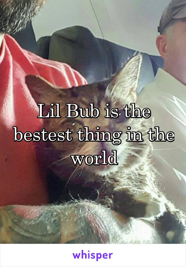 Lil Bub is the bestest thing in the world