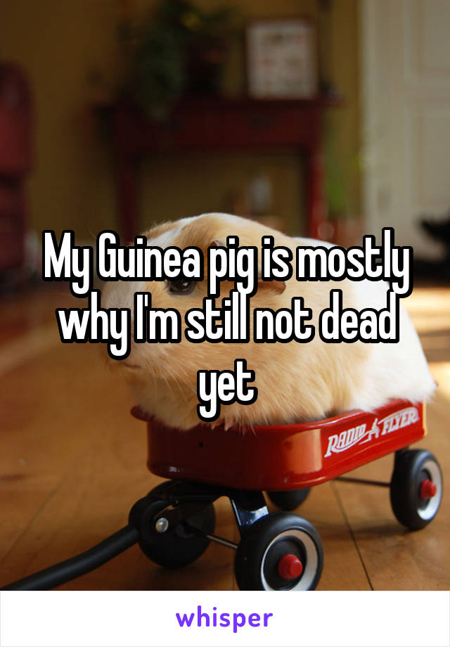 My Guinea pig is mostly why I'm still not dead yet