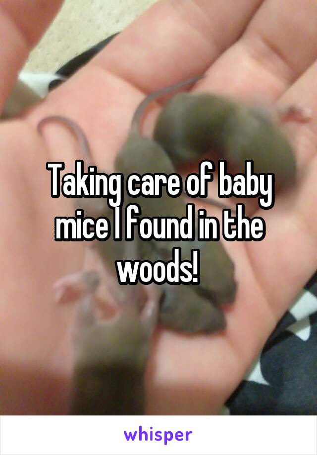 Taking care of baby mice I found in the woods! 