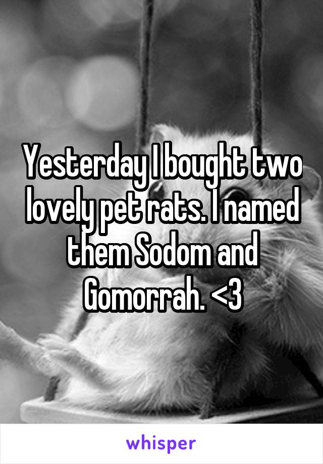 Yesterday I bought two lovely pet rats. I named them Sodom and Gomorrah. <3