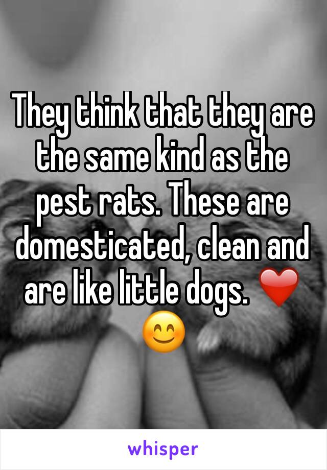 They think that they are the same kind as the pest rats. These are domesticated, clean and are like little dogs. ❤️😊