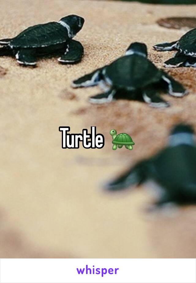 Turtle 🐢