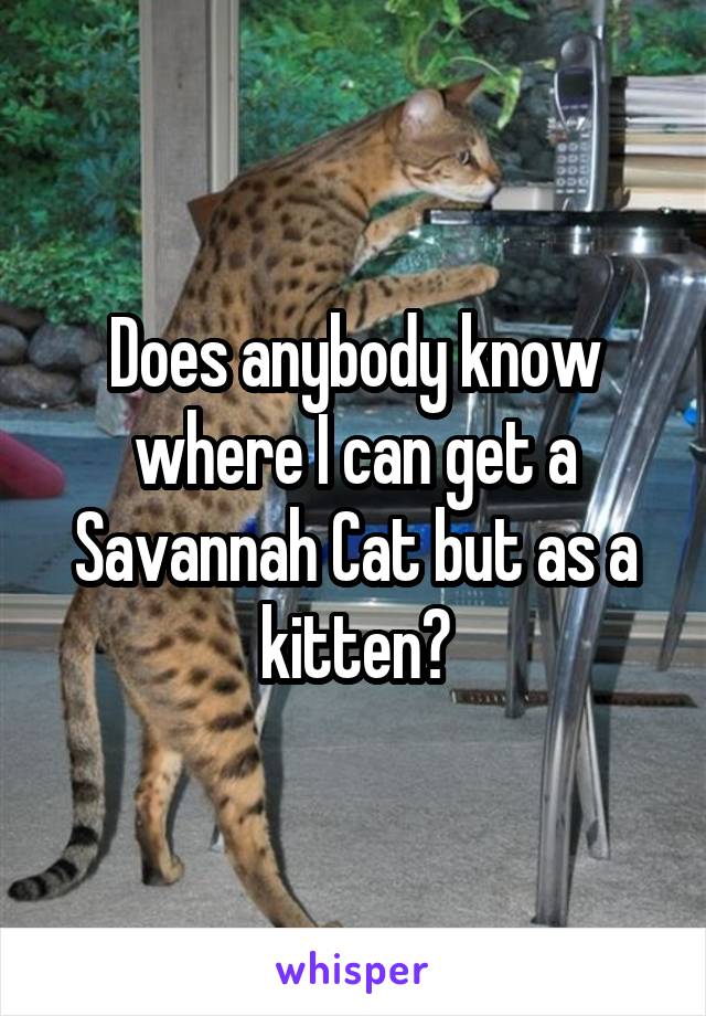 Does anybody know where I can get a Savannah Cat but as a kitten?