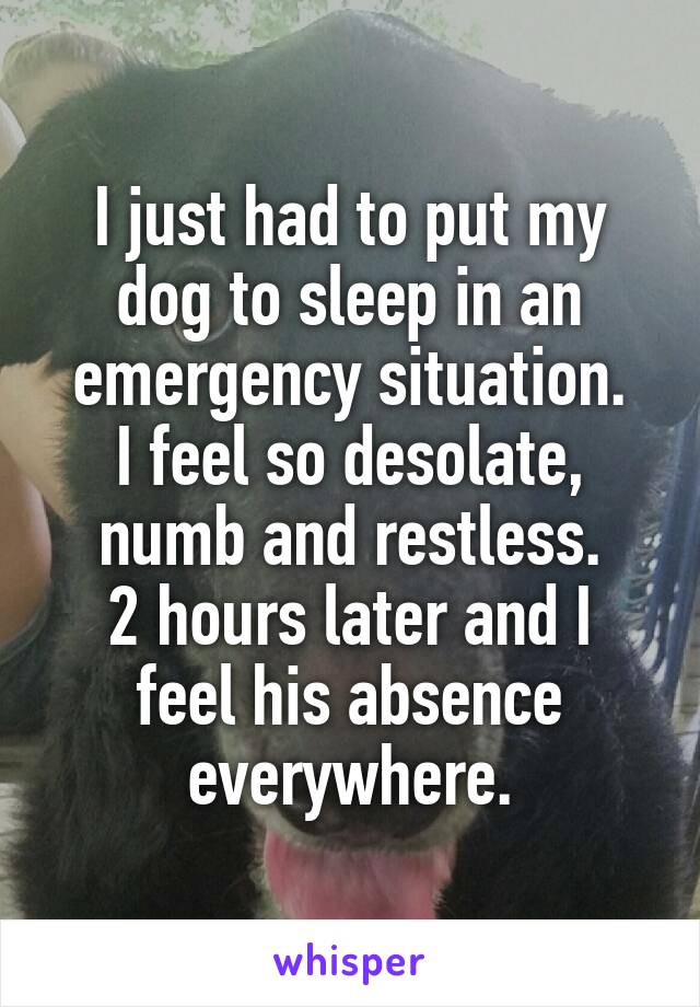 I just had to put my dog to sleep in an emergency situation.
I feel so desolate, numb and restless.
2 hours later and I feel his absence everywhere.
