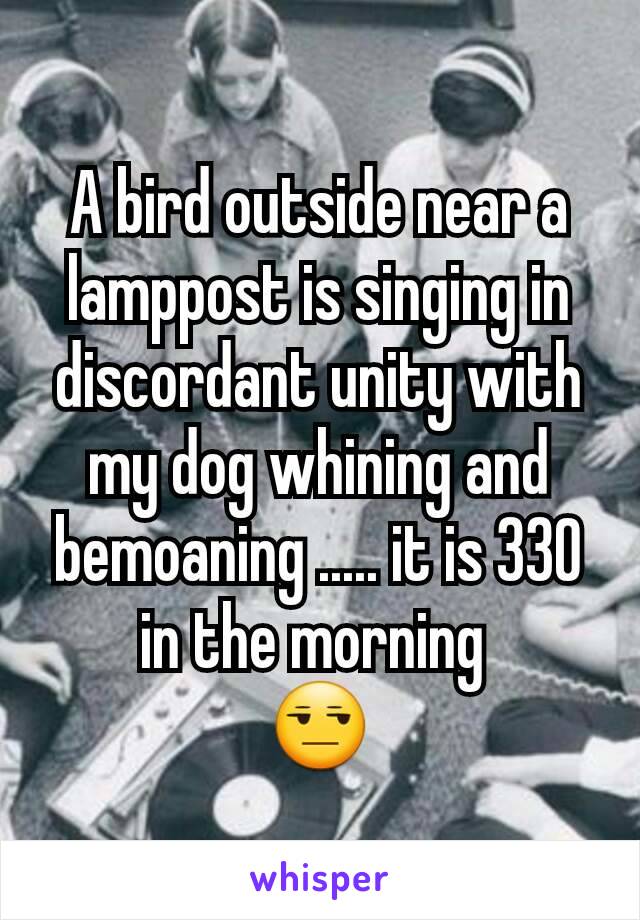 A bird outside near a lamppost is singing in discordant unity with my dog whining and bemoaning ..... it is 330 in the morning 
😒