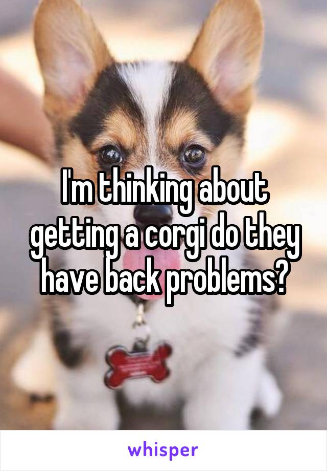 I'm thinking about getting a corgi do they have back problems?