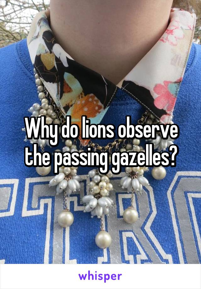 Why do lions observe the passing gazelles?
