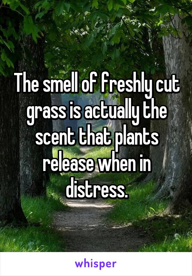 The smell of freshly cut grass is actually the scent that plants release when in distress.