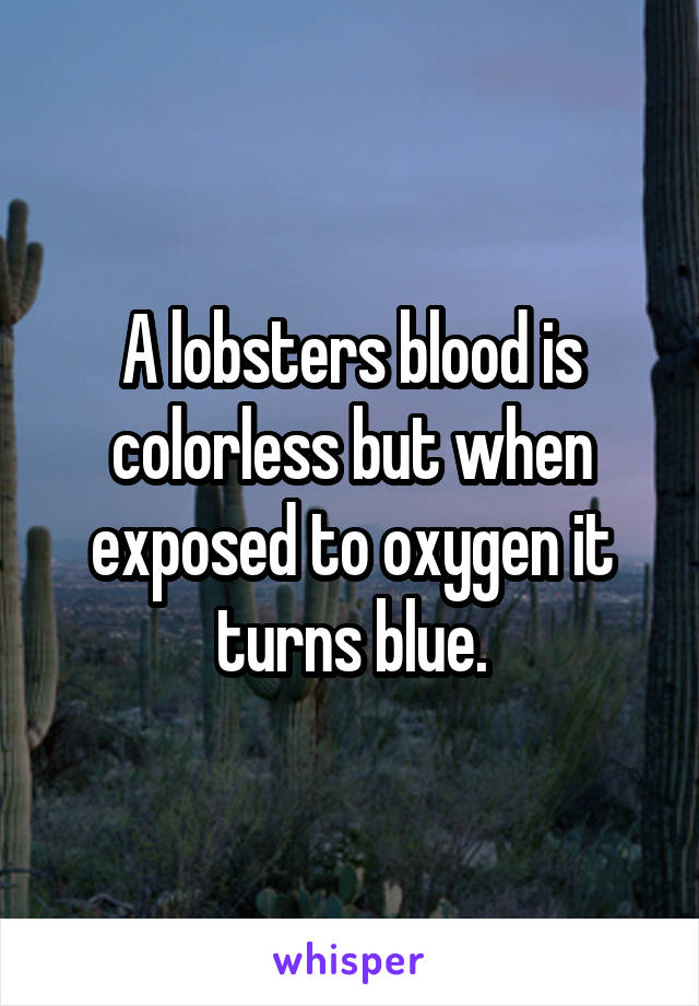 A lobsters blood is colorless but when exposed to oxygen it turns blue.