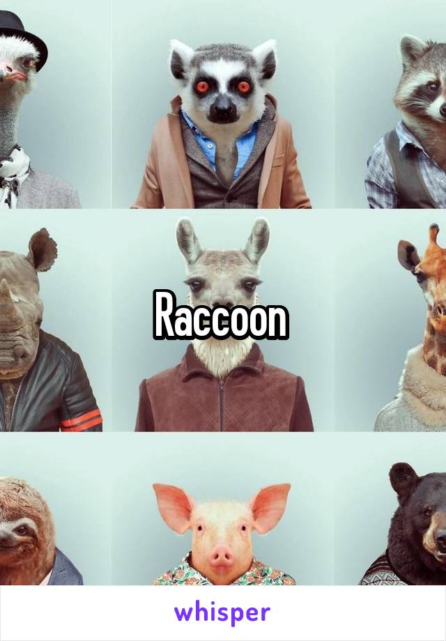 Raccoon 