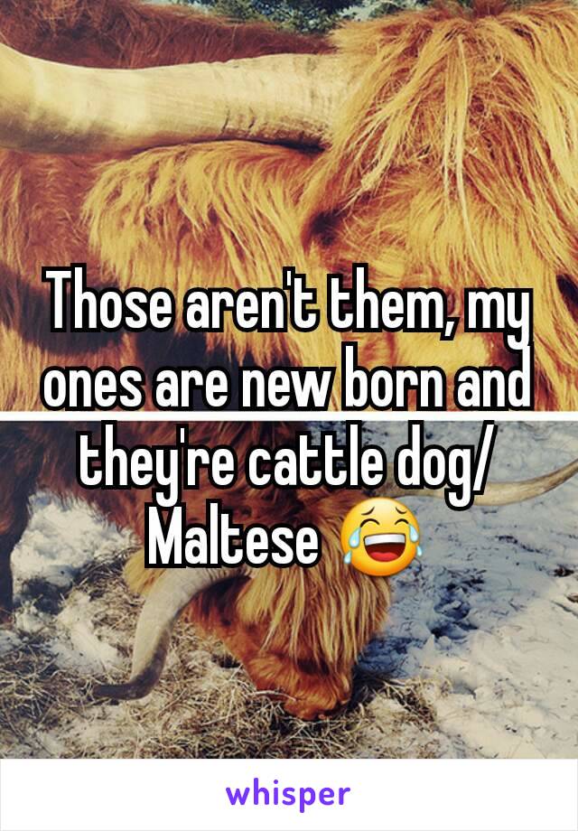 Those aren't them, my ones are new born and they're cattle dog/Maltese 😂