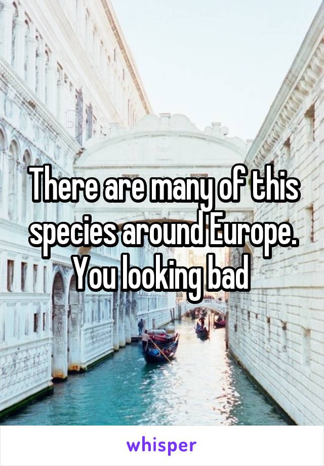There are many of this species around Europe. You looking bad 