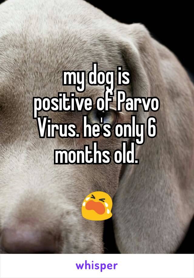 my dog is
positive of Parvo
Virus. he's only 6
months old.

😭