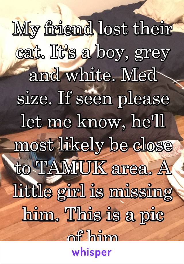 My friend lost their cat. It's a boy, grey and white. Med size. If seen please let me know, he'll most likely be close to TAMUK area. A little girl is missing him. This is a pic of him