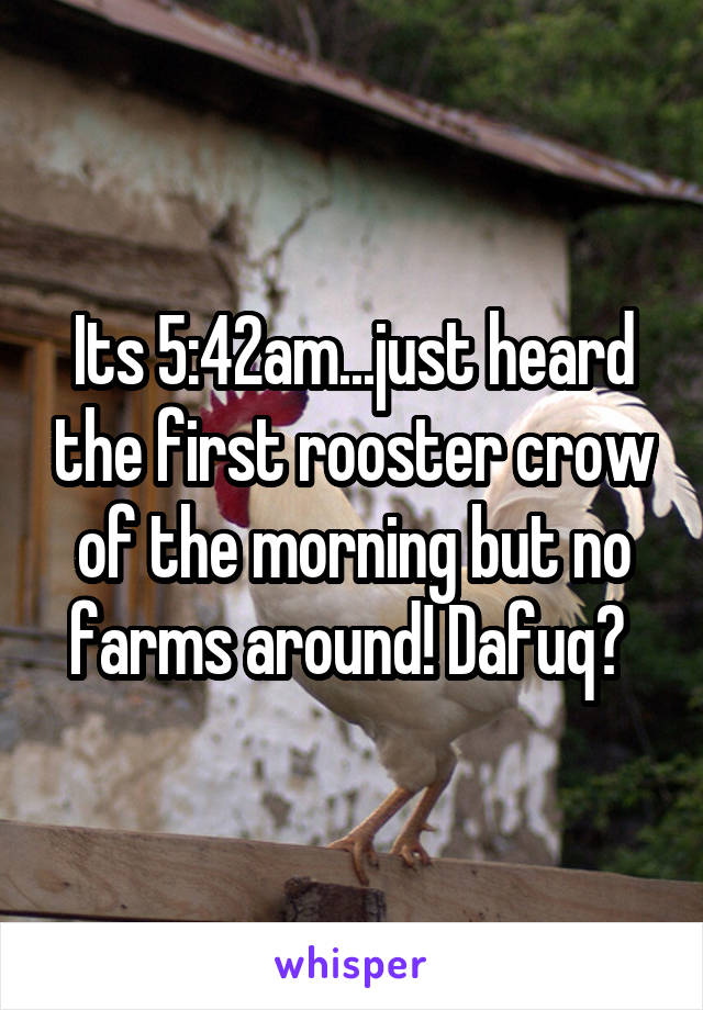 Its 5:42am...just heard the first rooster crow of the morning but no farms around! Dafuq? 