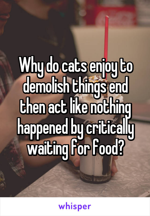 Why do cats enjoy to demolish things end then act like nothing happened by critically waiting for food?