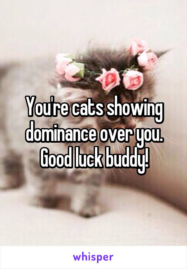 You're cats showing dominance over you. Good luck buddy!
