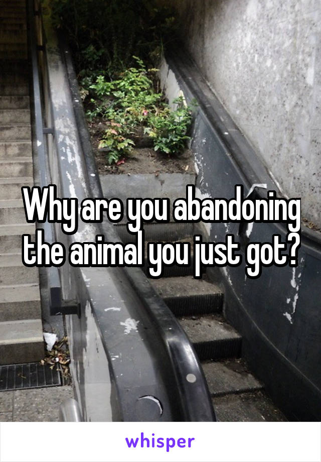 Why are you abandoning the animal you just got?