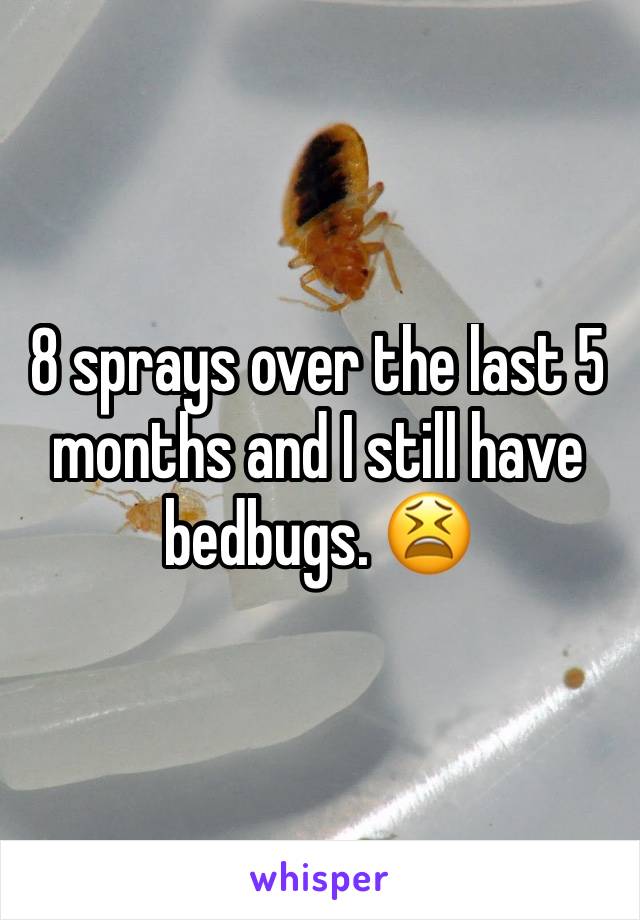 8 sprays over the last 5 months and I still have bedbugs. 😫