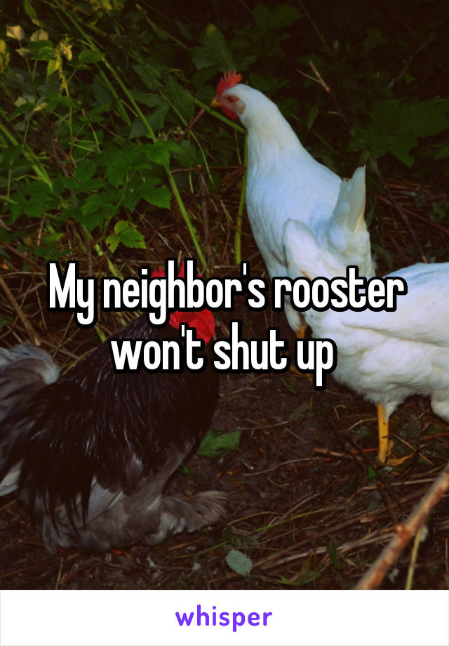 My neighbor's rooster won't shut up 