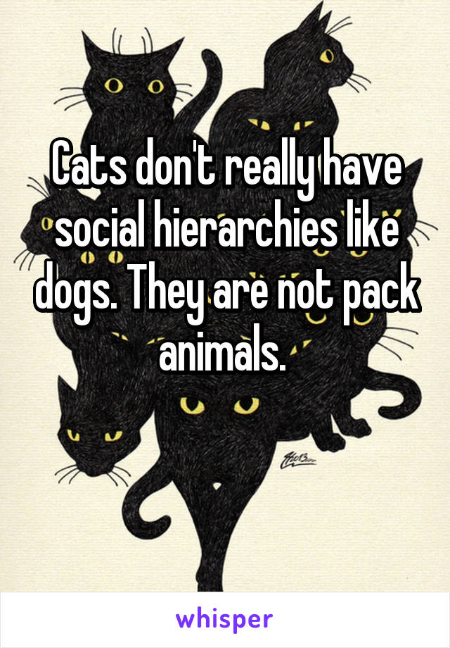 Cats don't really have social hierarchies like dogs. They are not pack animals. 

