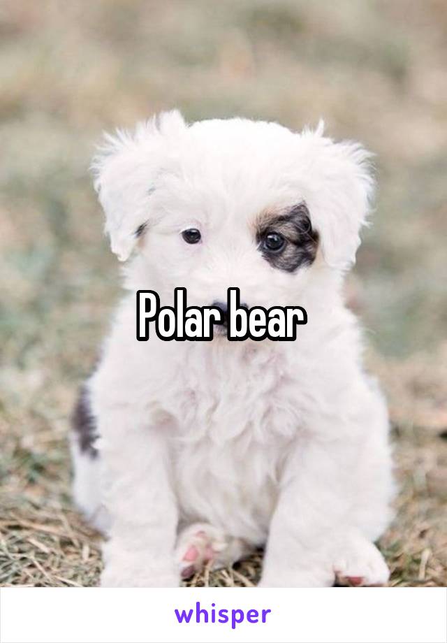 Polar bear 